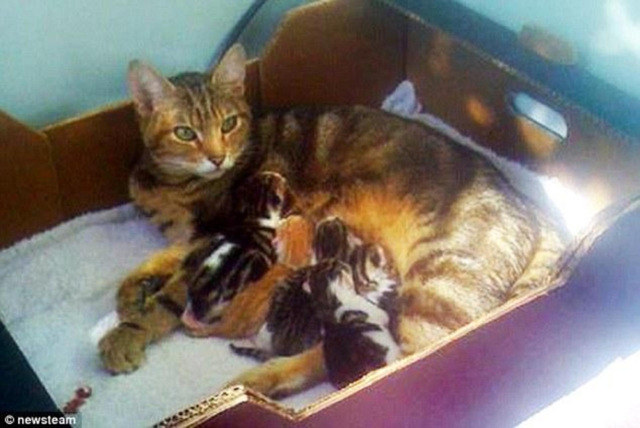 Кошки вынашивают котят