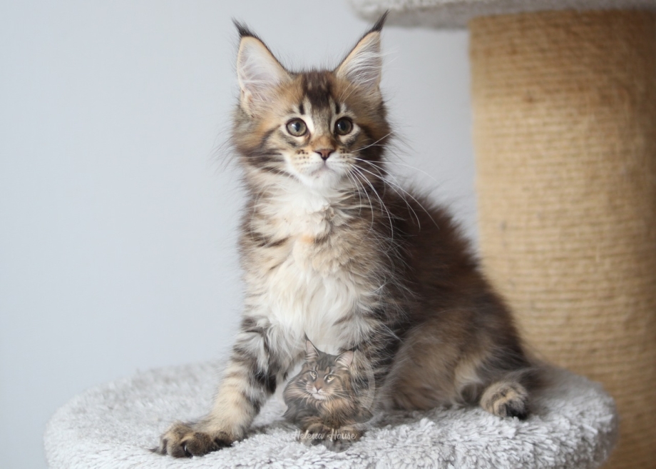Котята Мейн кун Лесной окрас