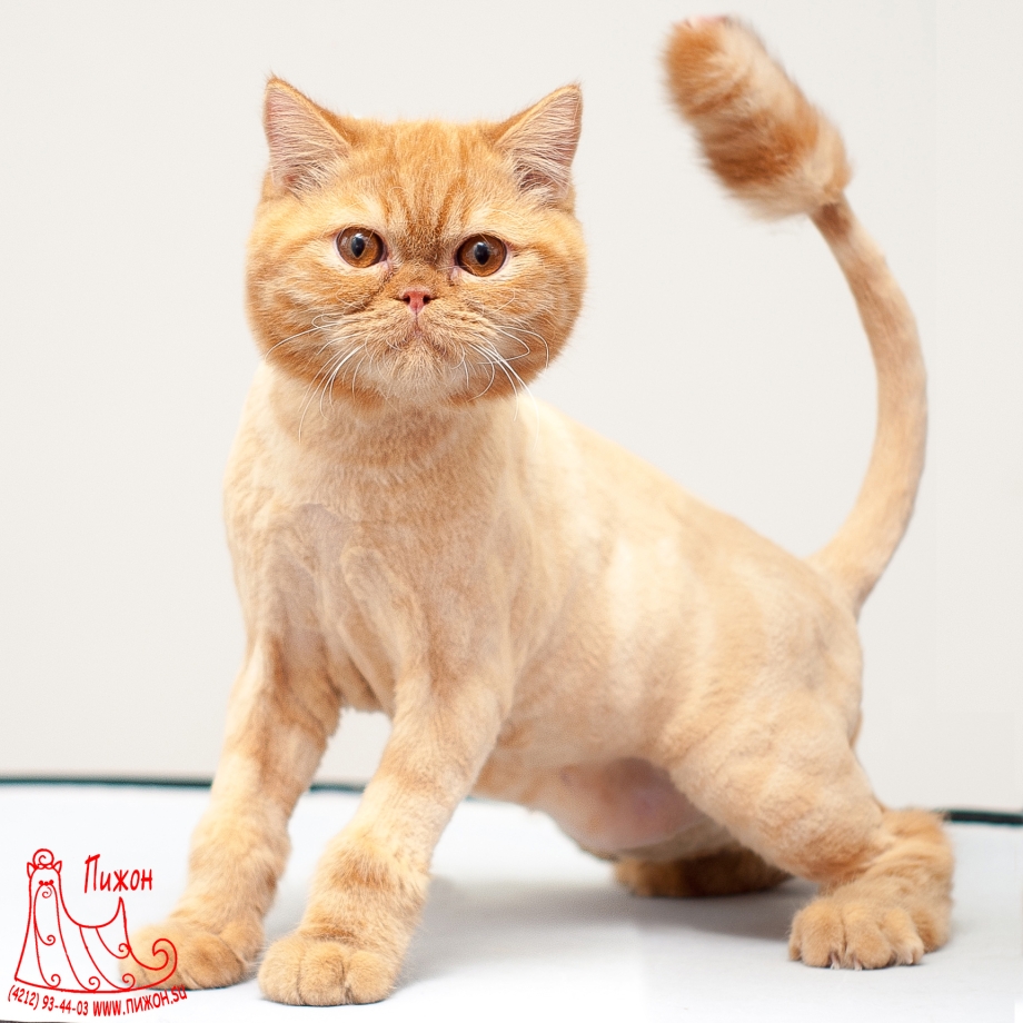 Стрижка животных кошек