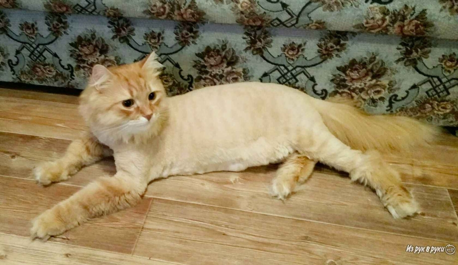 Стрижка котов СПБ