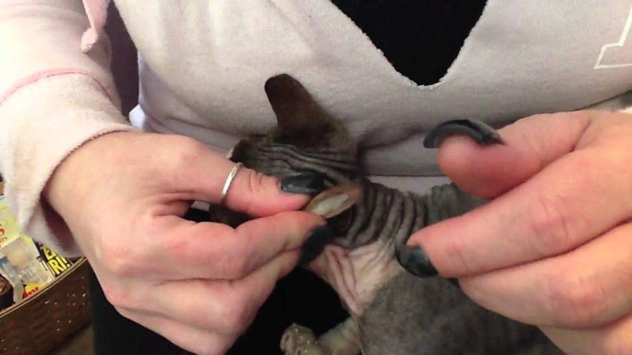 Котенок хозяин чистит ему ушко фото