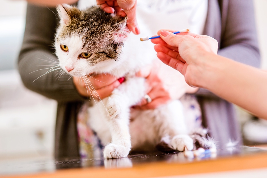 Коричневые пятна на коже у кошек