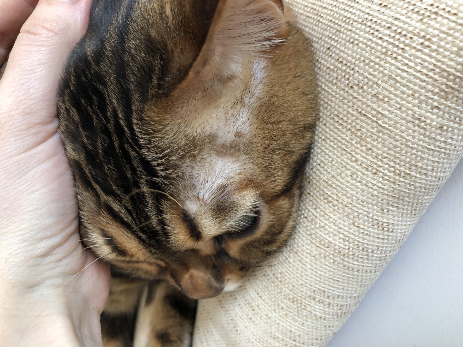 Серная грязь в ушах у кошек