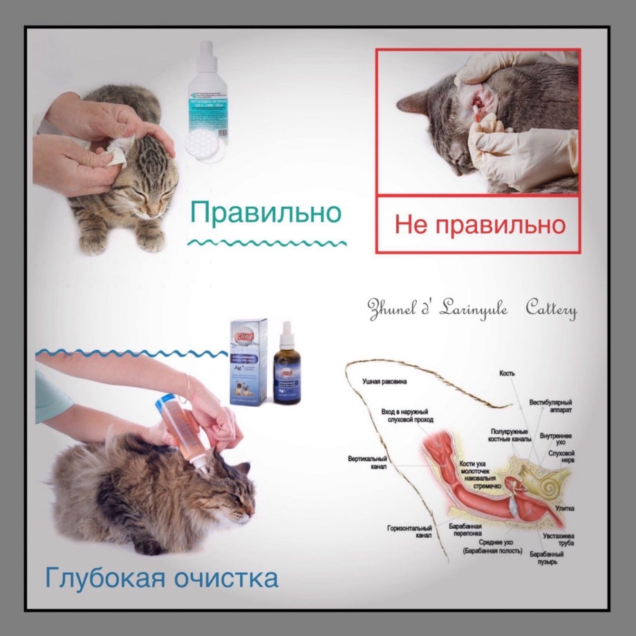 Лосьон для чистки ушей у кошек при ушном клеще