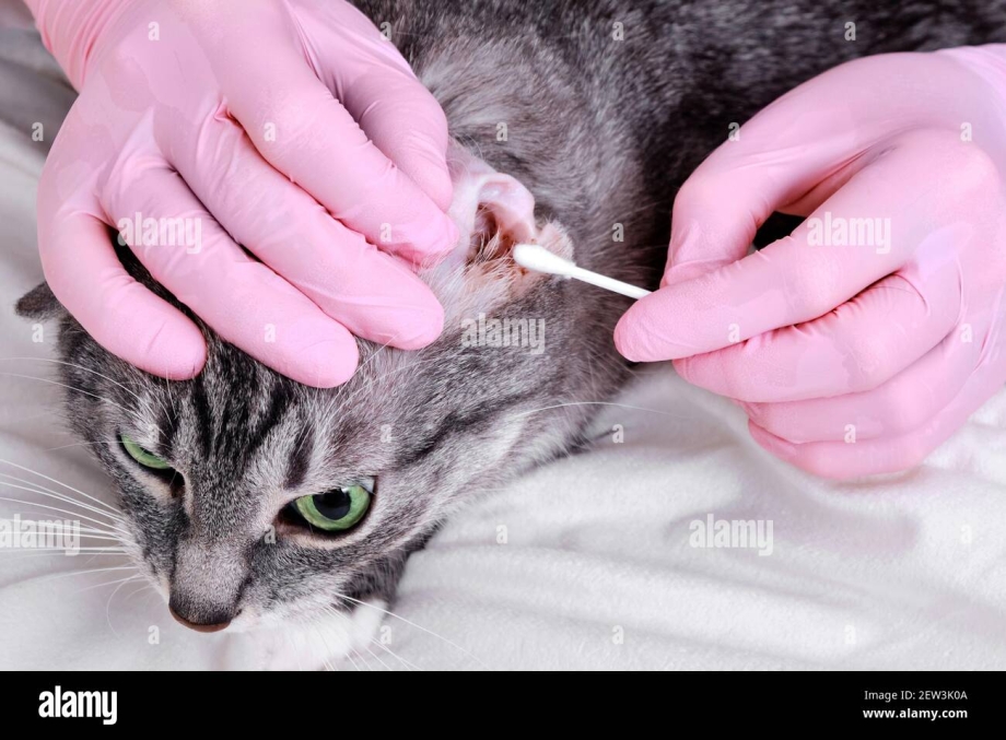 Кошке чистят уши на белом фоне