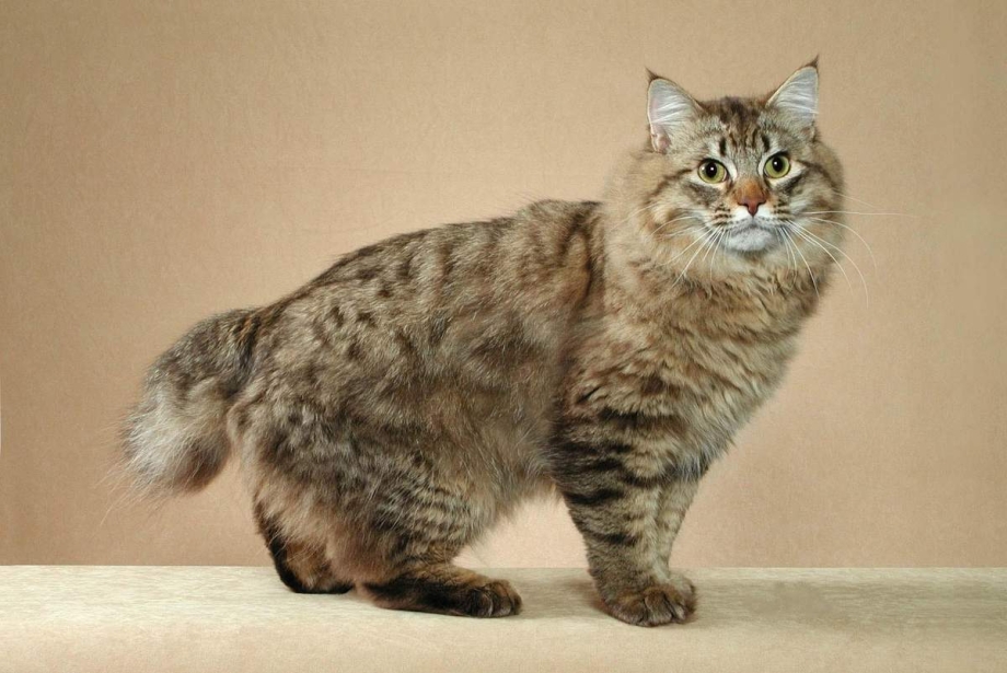 Карельский бобтейл кот