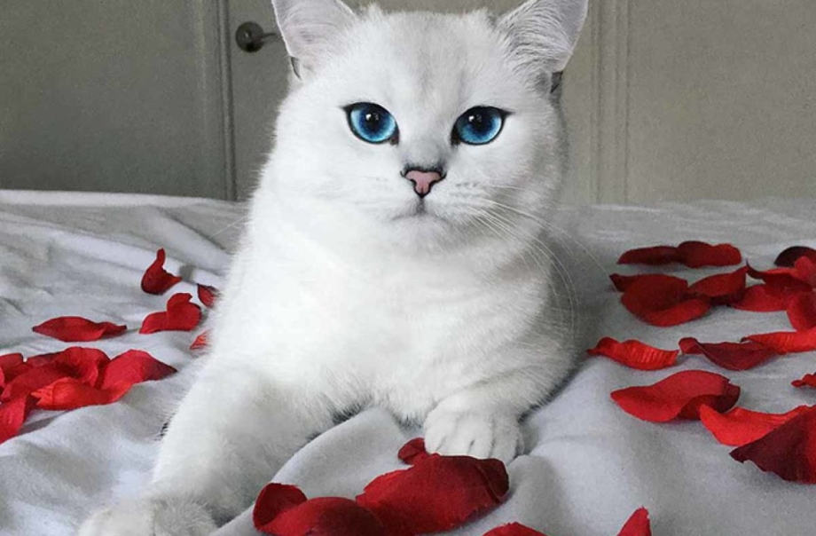 Британский кот Коби
