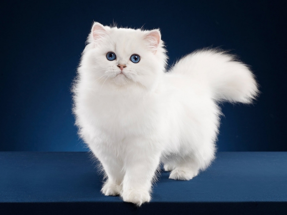 Белый персидский кот