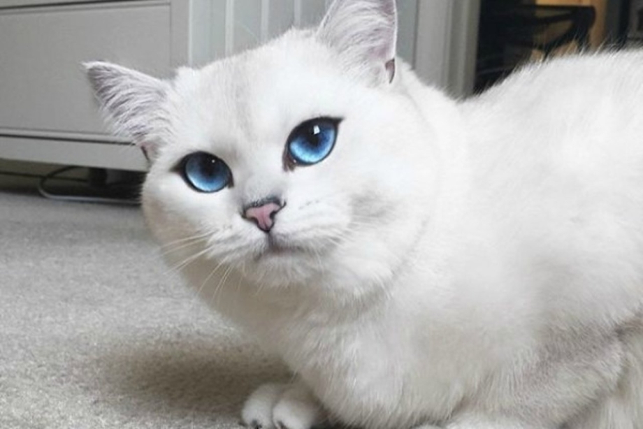Британский короткошёрстный кот Коби