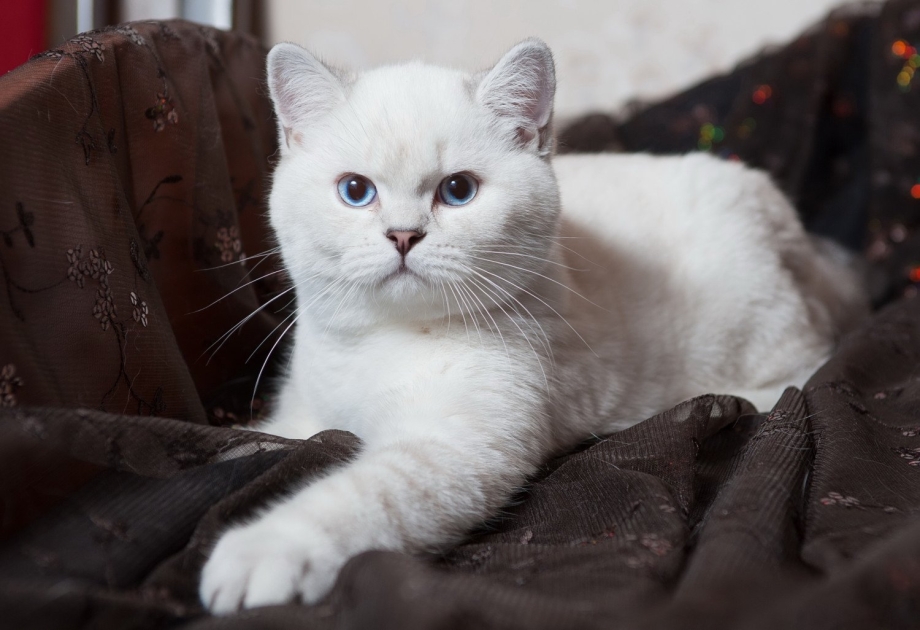 Белая прямоухая британка кошка