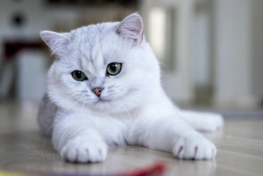 Британская шиншилла котята серые