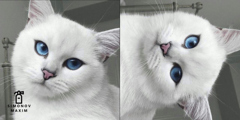 Голубоглазый кот Коби