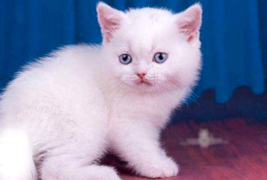 Британская кошка белая