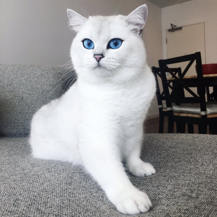 Британская шиншилла Коби котята