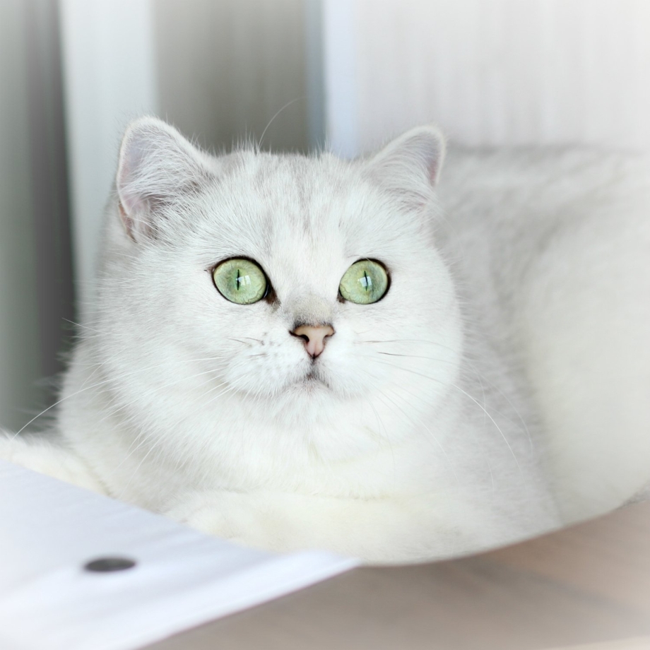 Британская короткошёрстная кошка шиншилла