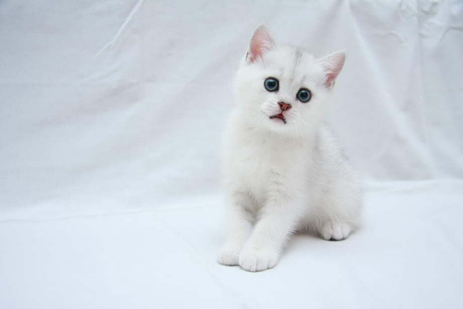 Котенок британец белый гладкошерстный