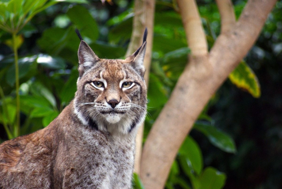 Felidae Family