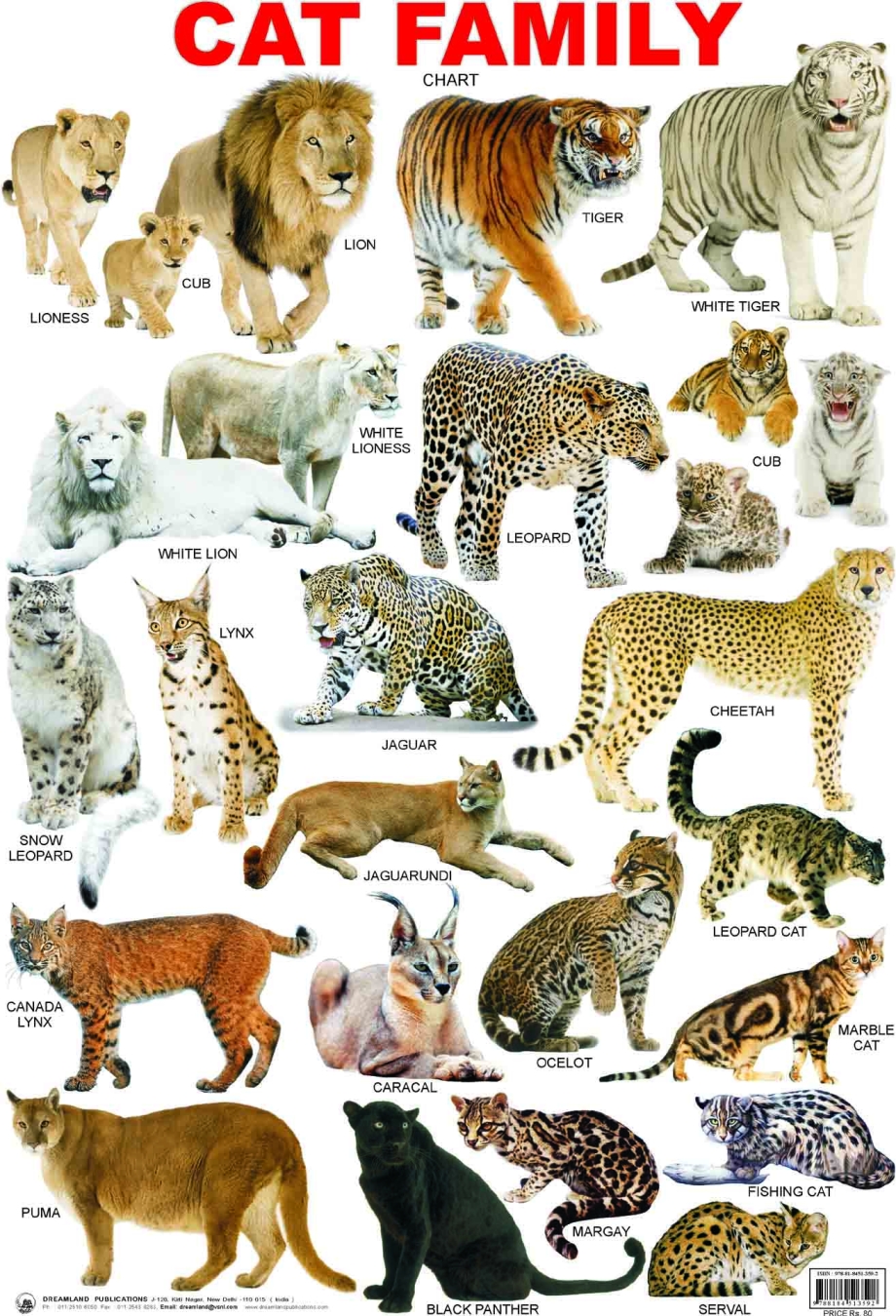Семейство Felidae