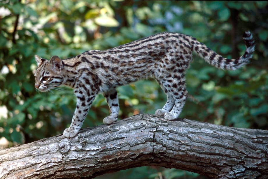 Азиатская Дикая кошка