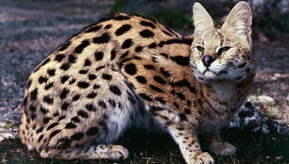 Дымчатый леопард (Neofelis nebulosa),