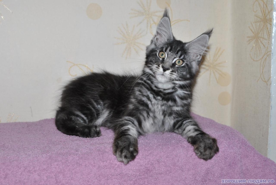 Котенок Мейн кун голубой мрамор