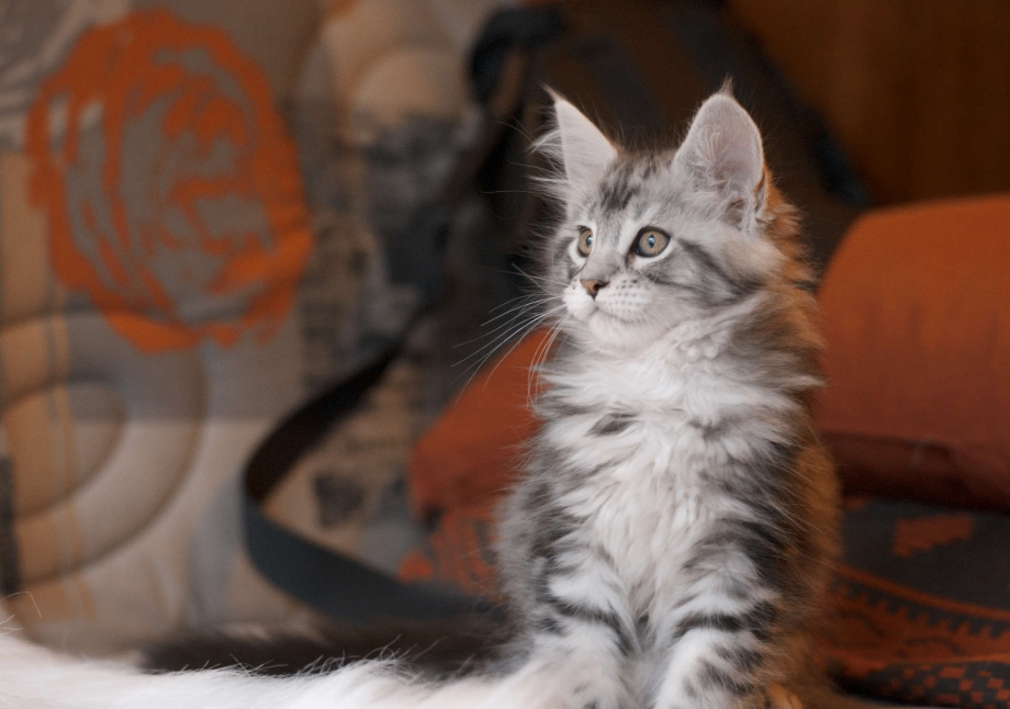 Котята Мейн кун серые 2
