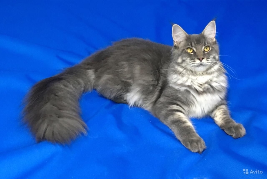 Котенок Мейн кун голубой мрамор