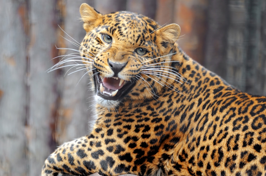 Дальневосточный леопард (Pantera pardus orientalis)