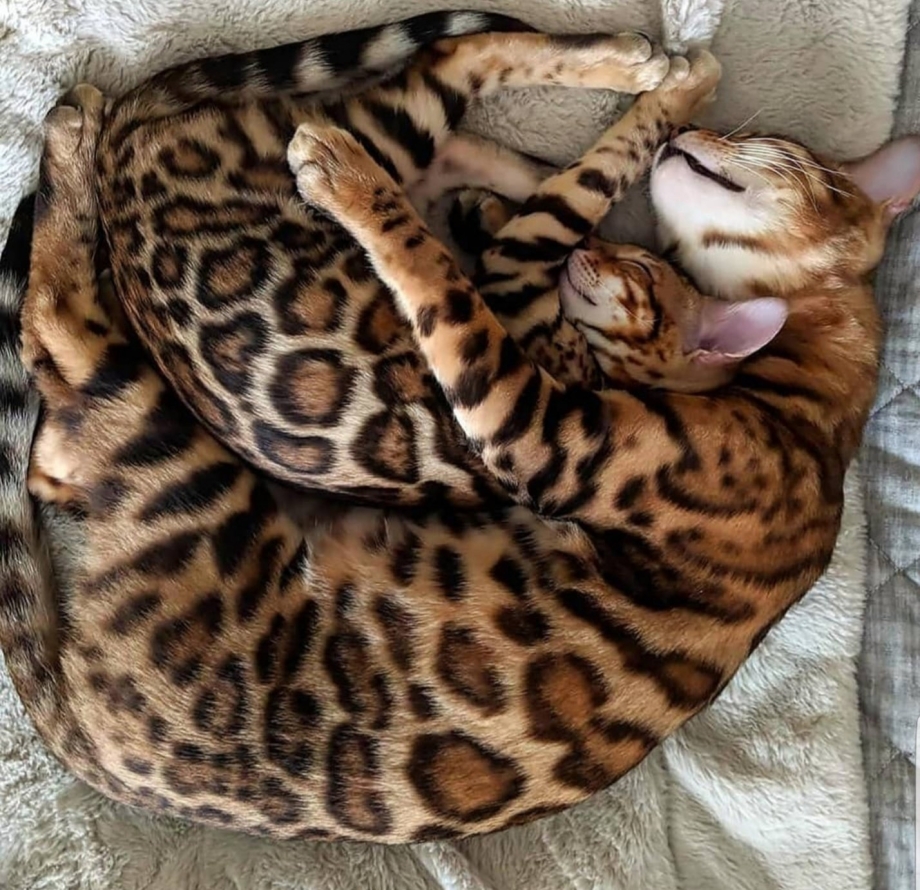 Бенгальская кошка