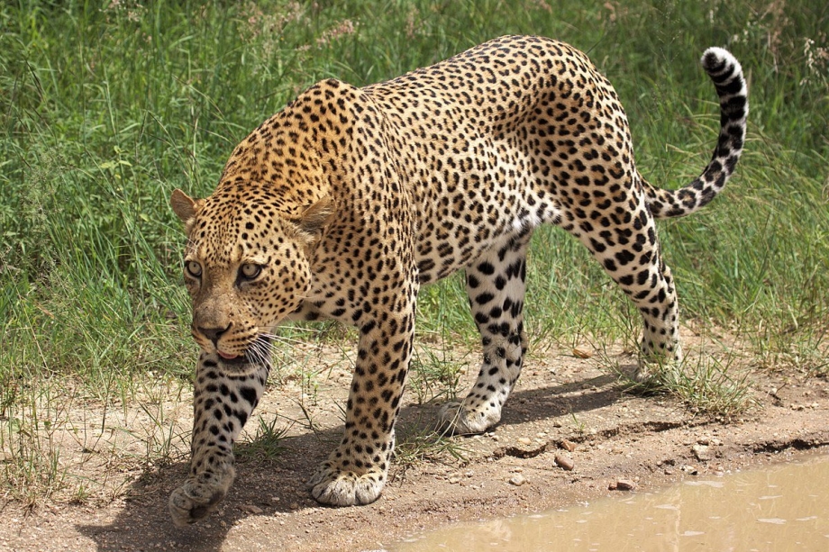 Леопард Panthera pardus 1