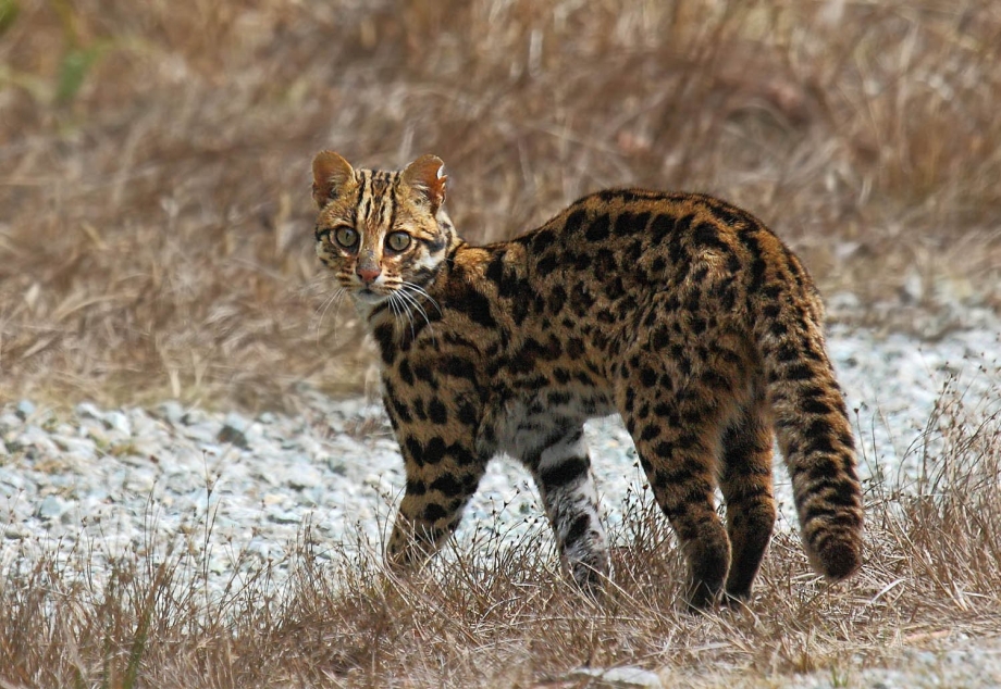 Бенгальская кошка Дикая