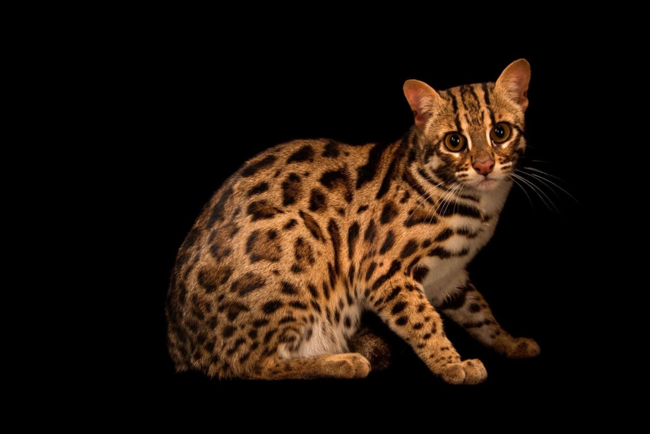 Бенгальская кошка
