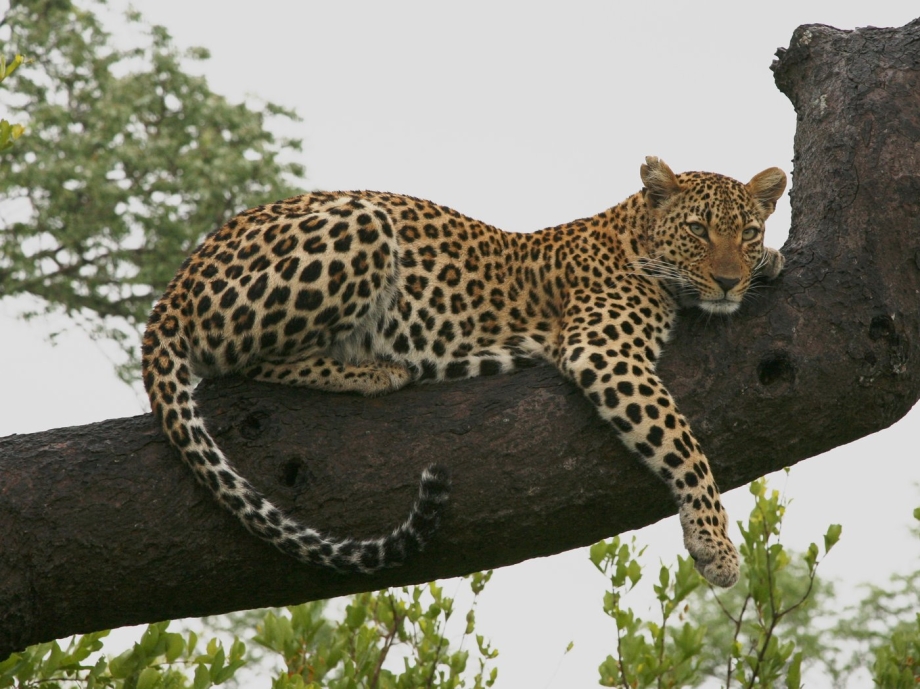 Леопард Panthera pardus