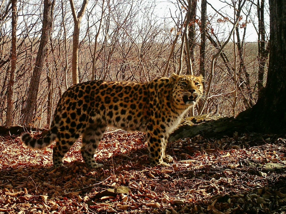 Дальневосточный леопард (Амурский Барс)