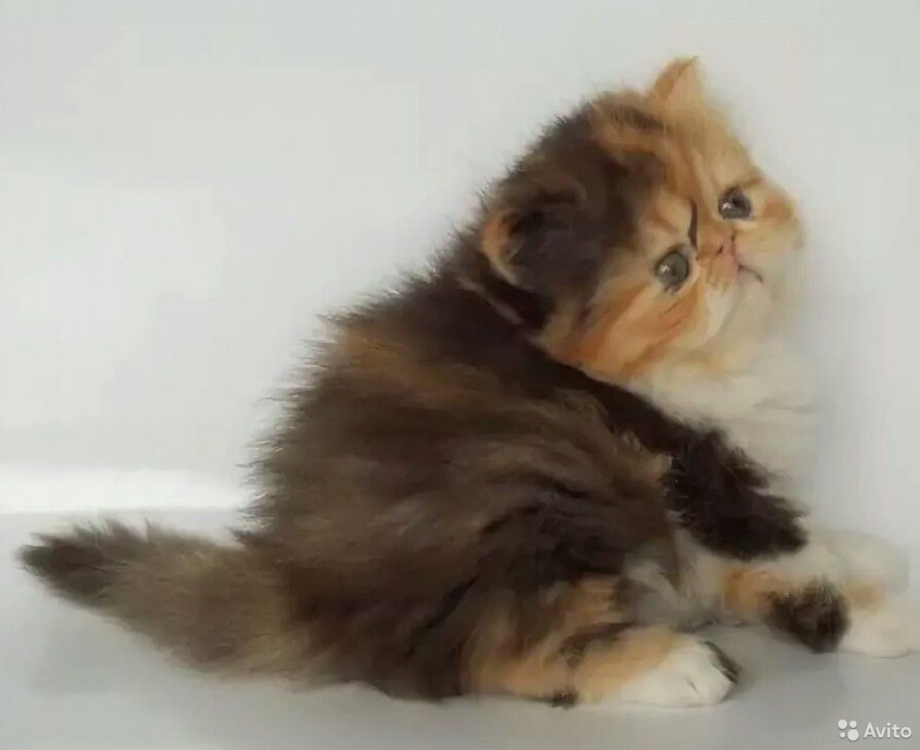 Персидский котенок трехцветный