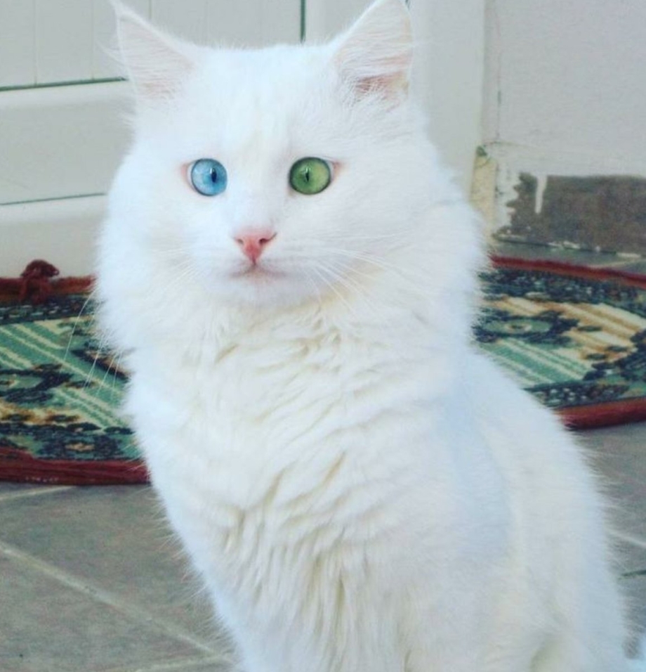 Турецкая ангора кошка