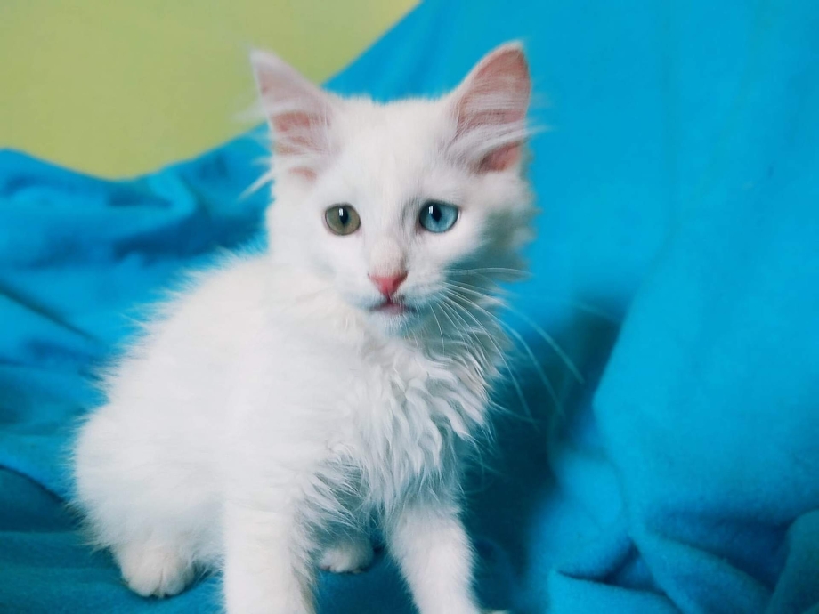 Турецкая ангорская кошка