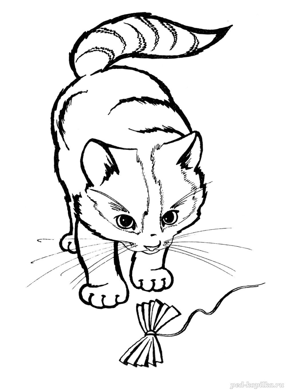 Картинки котят раскраски