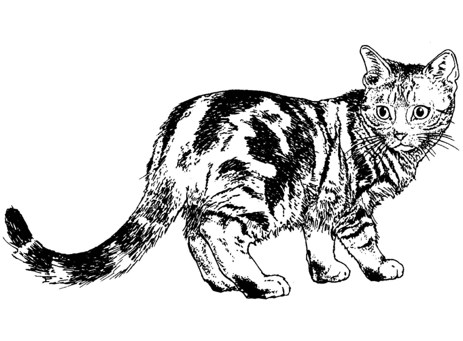 Кошка рисунок черно белый