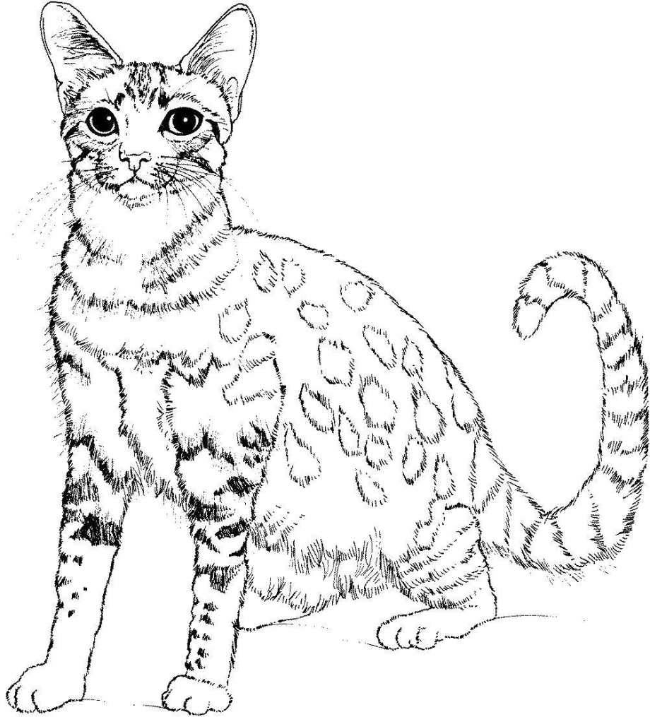 Раскраска. Котики