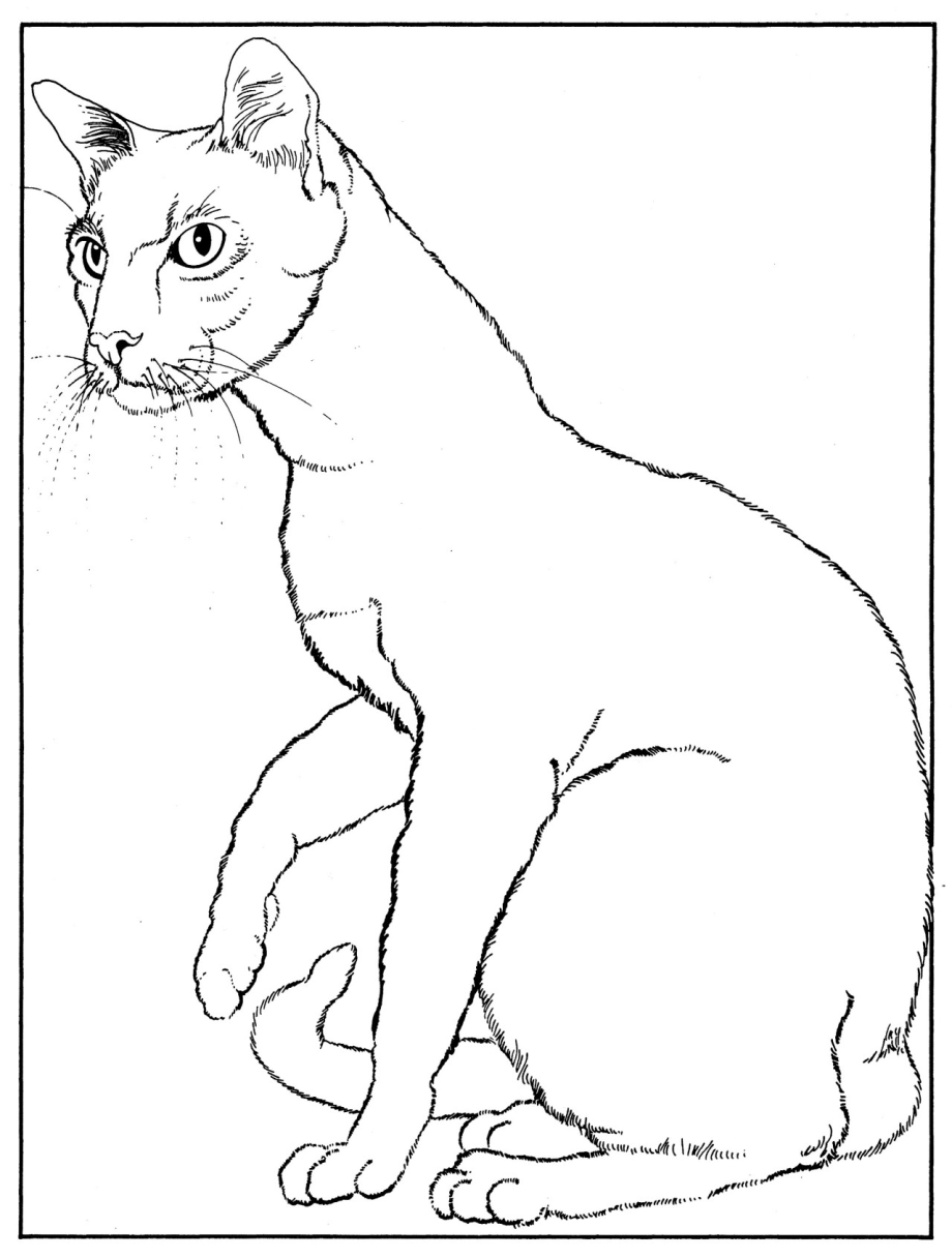 Кот сиамский раскраска для детей