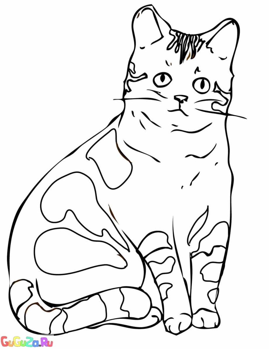 Раскраска кот