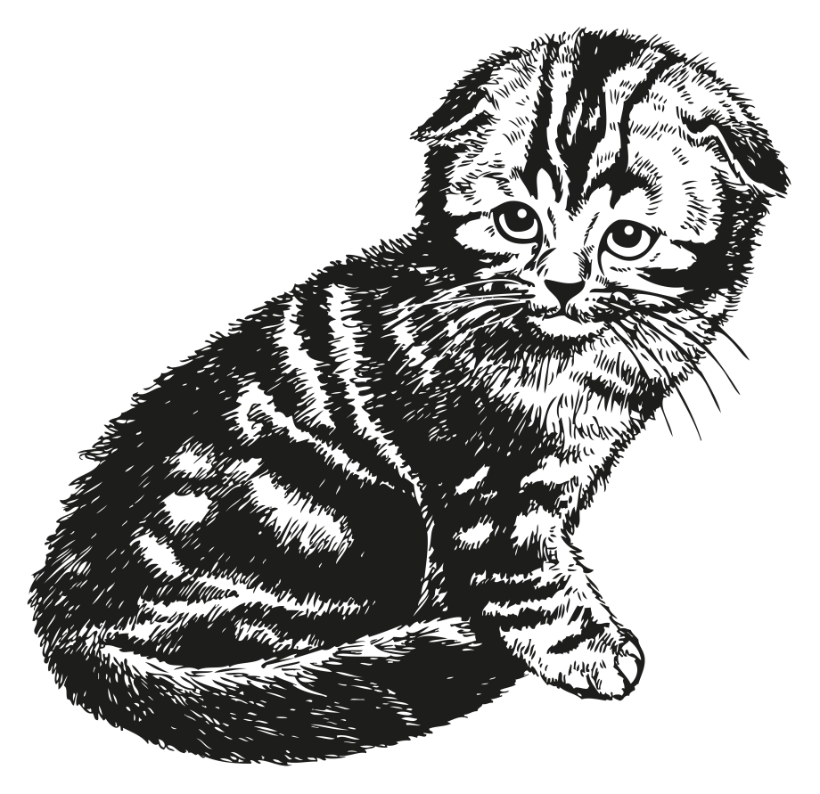 Раскраска шотландский вислоухий кот