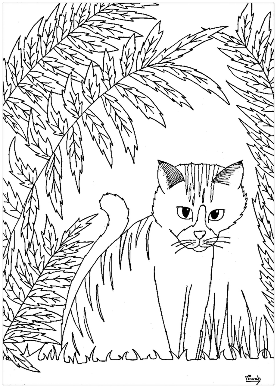 Раскраска пушистая кошка