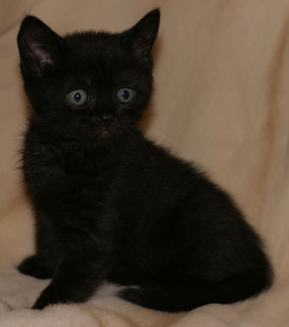 Шотландская черная кошка прямоухая котята