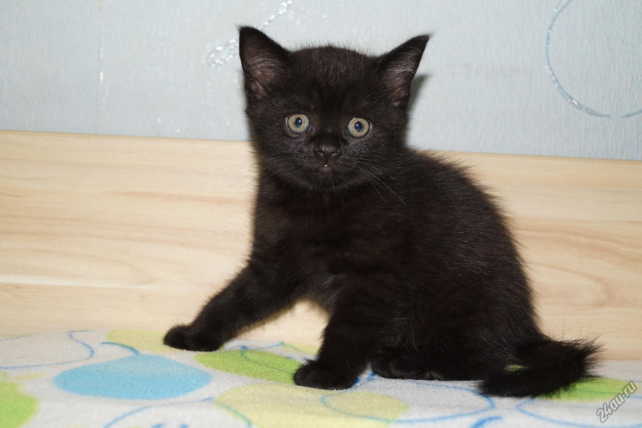Шотландские прямоухие котята черные