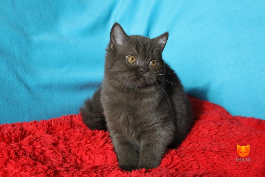 Шотландский скоттиш страйт шоколад