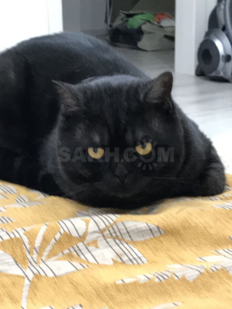 Шотландские котята скоттиш страйт черные