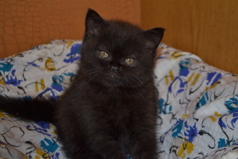 Шотландские котята скоттиш страйт черные