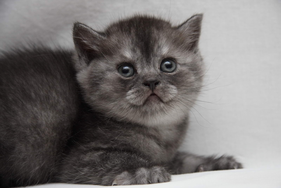 Скоттиш страйт черный котенок